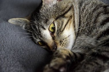 Avrupa Shorthair çizgili kedi battaniyenin üzerinde dinleniyor