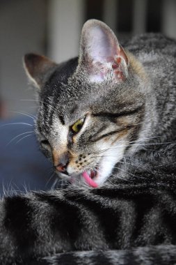 Avrupa Shorthair çizgili kedi battaniyenin üzerinde dinleniyor