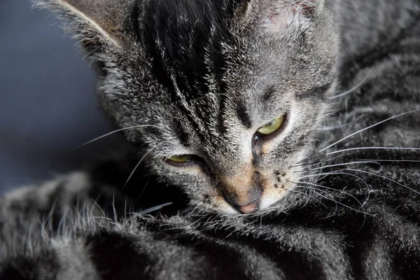 European Shorthair Striped Cat Descansando — Foto de Stock