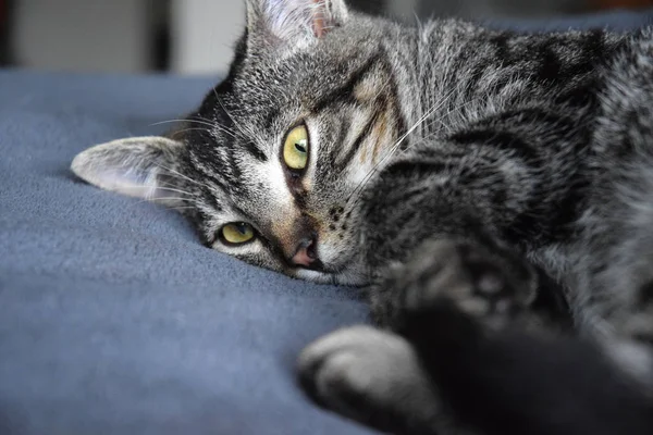 European Shorthair Striped Cat Descansando — Foto de Stock
