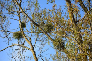 Bahar zamanı ağaçta ökse otu