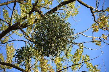 Bahar zamanı ağaçta ökse otu