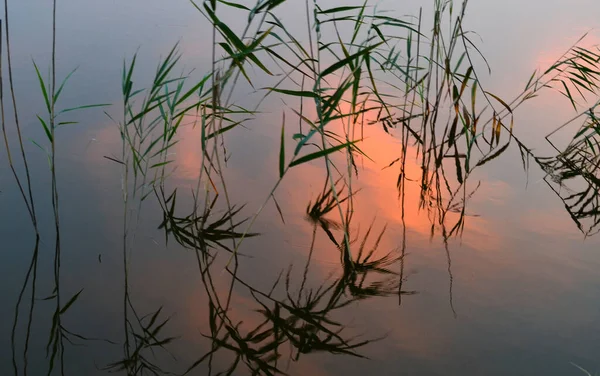 Reeds Reflected Water Sundown — Stock Photo, Image
