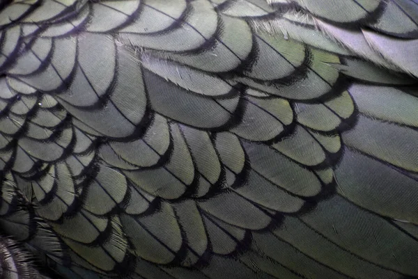 鳥の羽抽象的な色エキゾチックな — ストック写真
