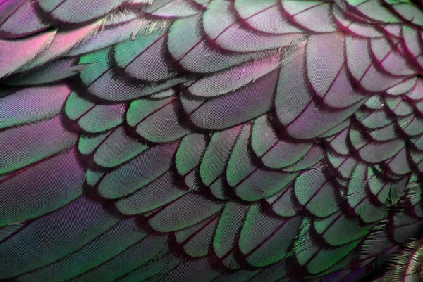Ptačí Peří Abstraktní Barevné Exotické — Stock fotografie