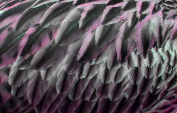 鸟类羽毛抽象色彩异国情调 — 图库照片