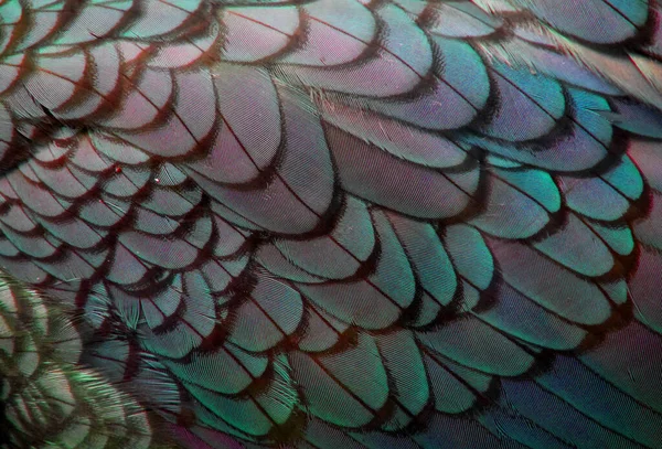 Bird Feathers Abstract Coloured Exotic — Stock Photo, Image