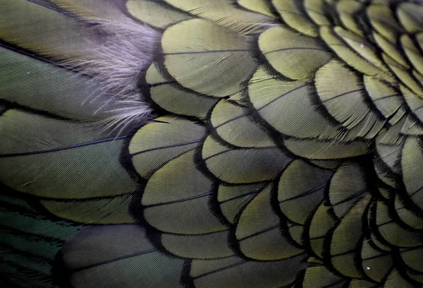 Ptačí Peří Abstraktní Barevné Exotické — Stock fotografie