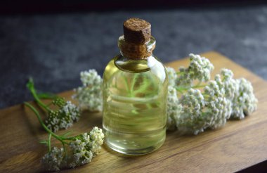 yarrow bitkisi doğal yağlı organik biyografi