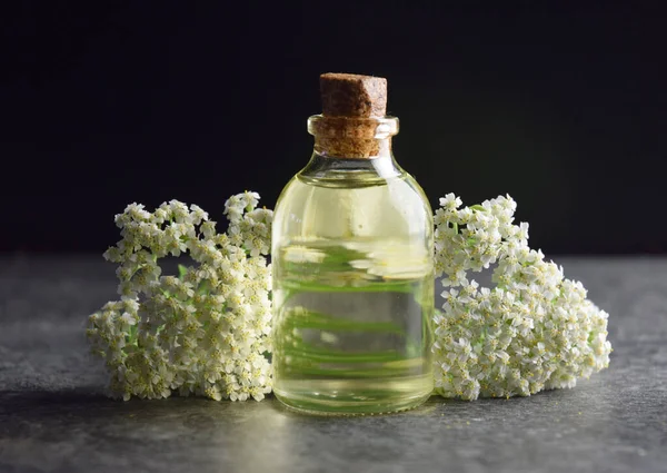 yarrow bitkisi doğal yağlı organik biyografi