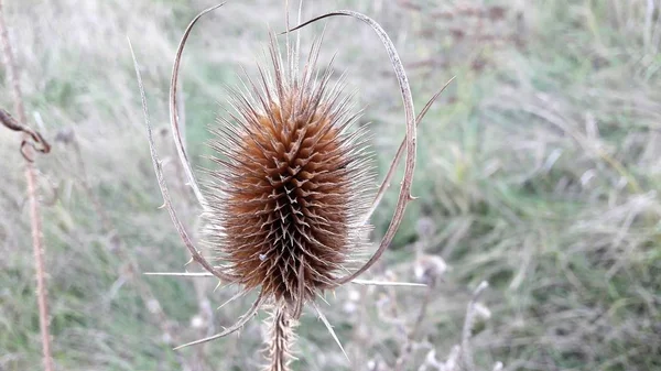 건조 엉 겅 퀴입니다. 마른 잔디 필드에 — 스톡 사진