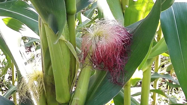 Stigmas of young corn. Stock Photo