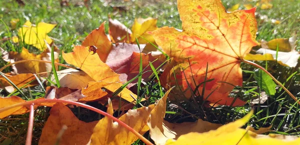 Sonbahar yaprakları güneşte.