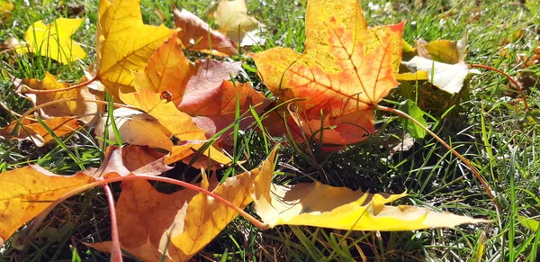 Sonbahar yaprakları güneşte.