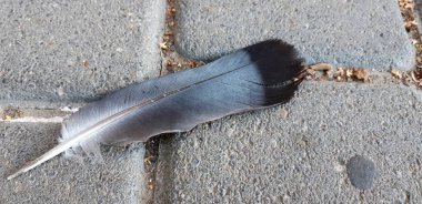 bir güvercin tüyü gökten düşmüş