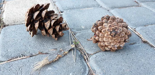 Çam diken diken yalan yere.