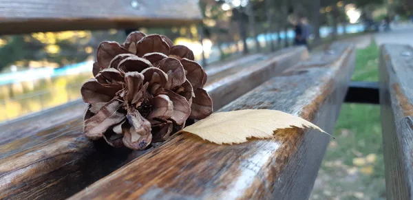 Bir ahşap Bank yalan çam diken diken