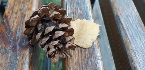 Bir ahşap Bank yalan çam diken diken