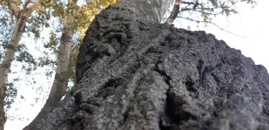 Kabuk, ağaç gövdesi. Yeşil bir ormandaki yaşlı bir ağaç fotoğrafı