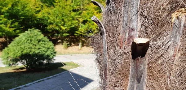 Palmiye ağaç kabuğu doku. Fibröz palmiye ağacı gövde yüzey portre. Palmiye ağaç kabuğu