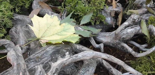 Bir parkta yaşlı bir ağaç kökleri. Geç sonbaharda bir ormanda. yeşil yosun gövde ve kökleri toprağın üzerinde.