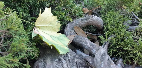 A gyökerek egy öreg fa a parkban. Késő ősszel az erdőben. zöld moha-törzs és a gyökerek a talaj felett. — Stock Fotó