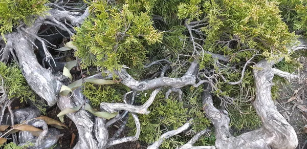 Le radici di un vecchio albero in un parco. Fine autunno in una foresta. tronco di muschio verde e radici sopra il terreno . — Foto Stock