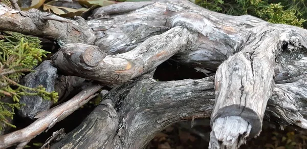 Gyökerek Egy Öreg Parkban Késő Ősszel Erdőben Zöld Moha Törzs — Stock Fotó