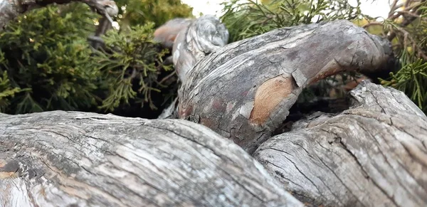 Kořeny stromu v parku. Pozdní podzim v lese. zelený mech kmen a kořeny po zemi. — Stock fotografie