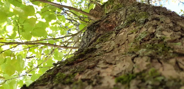 Кора, стовбур дерева. Фото старого дерева в зеленому лісі — стокове фото