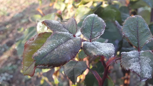霜で葉が氷の結晶で覆われています。 — ストック写真
