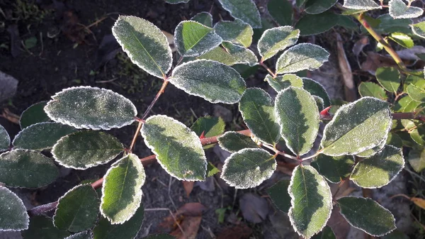 霜で葉が氷の結晶で覆われています。 — ストック写真