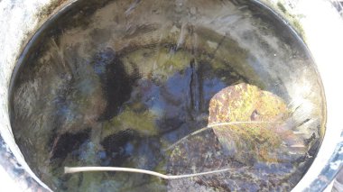 ilk soğuk sonbahar günü düşen yapraklarla kaplı buz su birikintisi