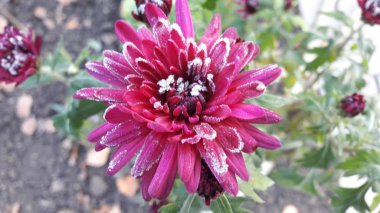 Kırmızı gül hoar-fros altında. Donmuş çiçek. Güzel pembe donmuş çiçek geç sonbaharda