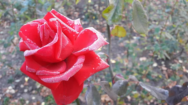 Rose rouge sous le givre. Fleurs congelées. Belle fleur rose congelée fin automne — Photo