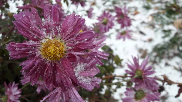 Röd ros under hoar-fros. Frusen blomma. Vacker rosa frysta blomma senhösten — Stockfoto