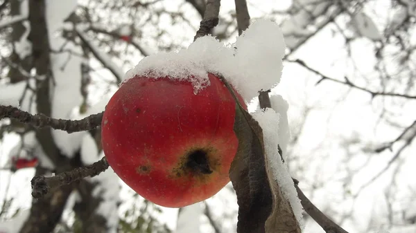 First Snow Fell Apples Frosty Snowy Weather November Branches Leaves — Stock Photo, Image