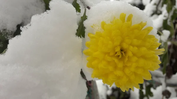 Neve Flores Primeira Neve Caiu Sobre Uma Flor Amarela Neve — Fotografia de Stock