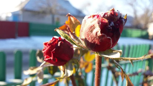 Red Rose hoar-Debrey János alatt. Fagyasztott virág. Gyönyörű rózsaszín fagyasztott virág késő őszig — Stock Fotó