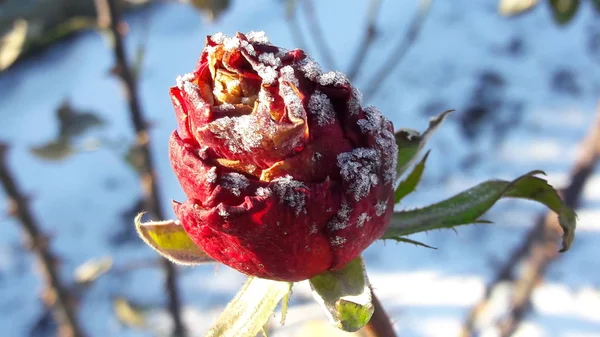 Röd ros under hoar-fros. Frusen blomma. Vacker rosa frysta blomma senhösten — Stockfoto