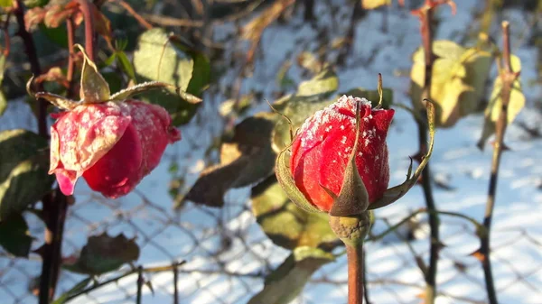 霜 fros 下赤ローズ。冷凍花。美しいピンクの冷凍花晩秋 — ストック写真