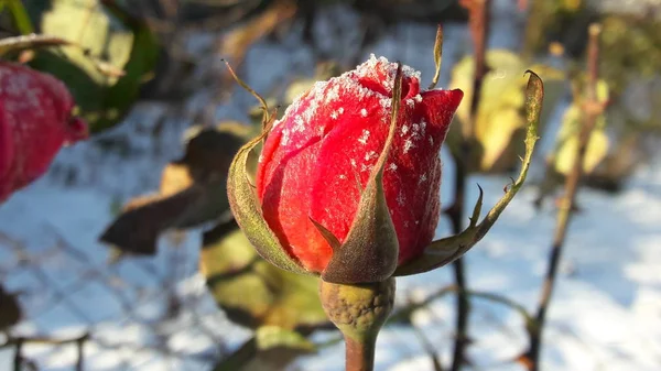 Κόκκινο τριαντάφυλλο υπό hoar-fros. Παγωμένο λουλούδι. Όμορφη ροζ παγωμένο λουλούδι αργά το φθινόπωρο — Φωτογραφία Αρχείου
