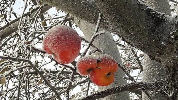 Fryst äpple täckt med snö på en gren i vinterträdgården. Makro av frusna vilda äpplen täckta med rimfrost. — Stockfoto