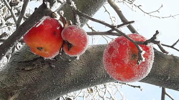 Fryst äpple täckt med snö på en gren i vinterträdgården. Makro av frusna vilda äpplen täckta med rimfrost. — Stockfoto