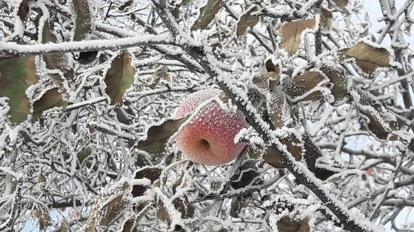 Frozen apple covered with snow on a branch in the winter garden. Macro of frozen wild apples covered with hoarfrost. Stock Photo