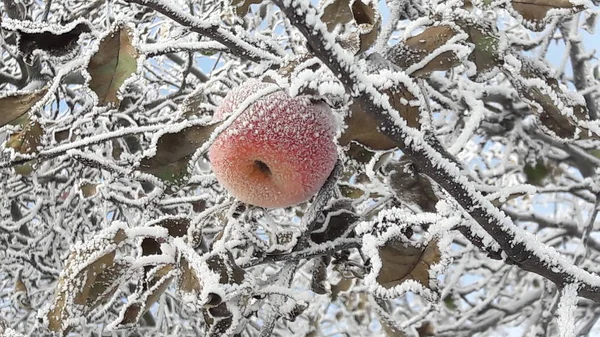 Frozen apple covered with snow on a branch in the winter garden. Macro of frozen wild apples covered with hoarfrost. Stock Picture