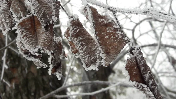 Frost covered colorful apple leaves growing outdoors in winter in a close up side view conceptual of the weather and changing seasons