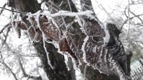 Frost kapalı renkli elma yan görünümü kadar yakın Kışın açık havada büyüyen hava kavramsal ve mevsim değişen yaprakları