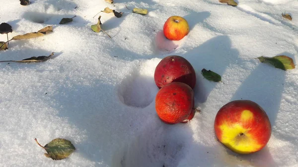 Parlak elma kar üzerinde yalan. Kış bulutsuz bir günde kar yakın çekim yalan elma
