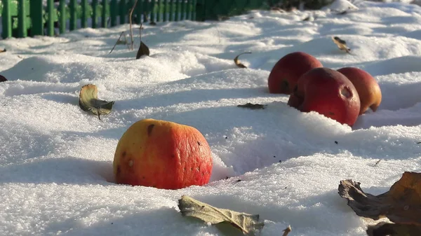 Bright apples lie on the snow. Apples lying in the snow close-up on a winter clear day — Stock Photo, Image